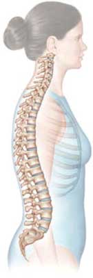 Coluna Vertebral