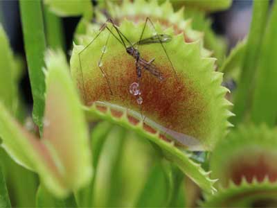 Plantas Carnívoras