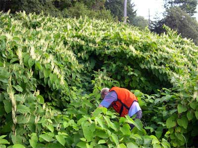 Plantas Invasoras