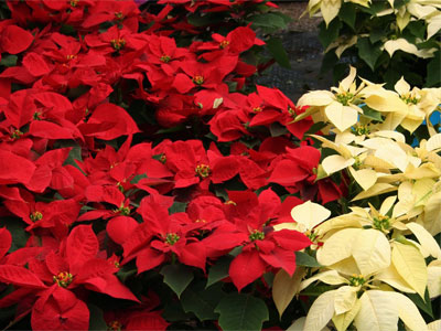 Plantas Tóxicas