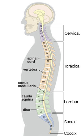 Vértebras Torácicas