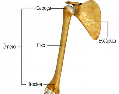 Fratura de Úmero