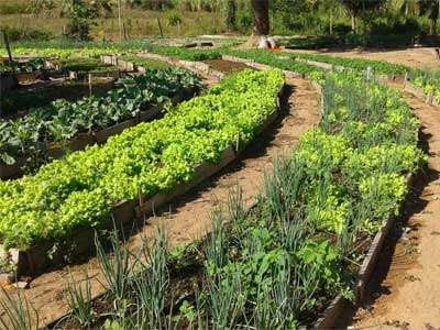 Agricultura de Subsistência