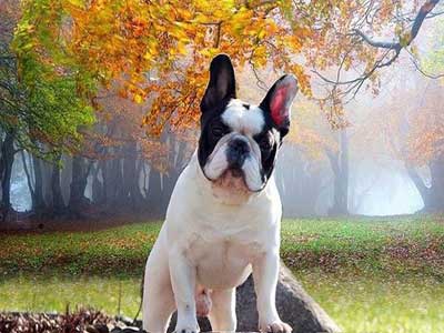 Buldogue Francês