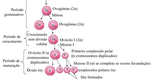 Ovulogênese