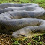 Anaconda