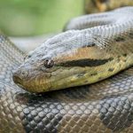 Anaconda