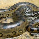 Anaconda