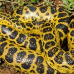 Anaconda