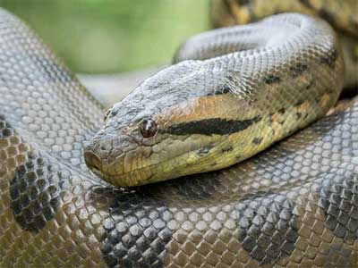 Anaconda