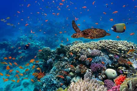 Comunidades Marinhas