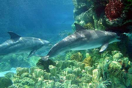 Comunidades Marinhas