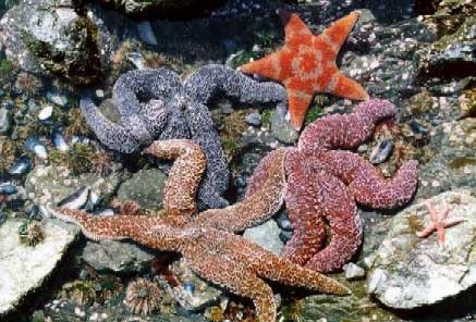 Comunidades Marinhas