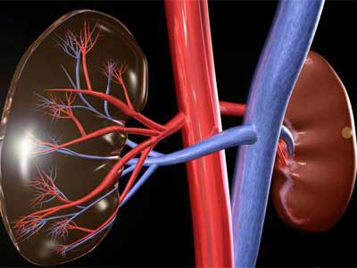 Trauma Renal