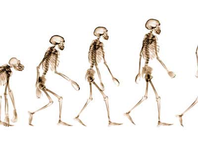 Bipedalismo