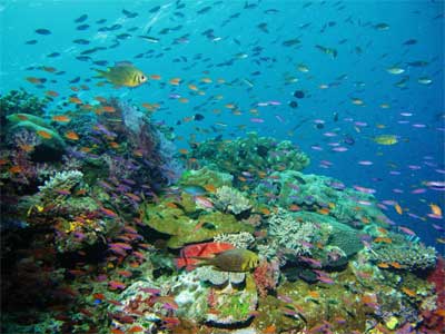 Ameaças à Biodiversidade