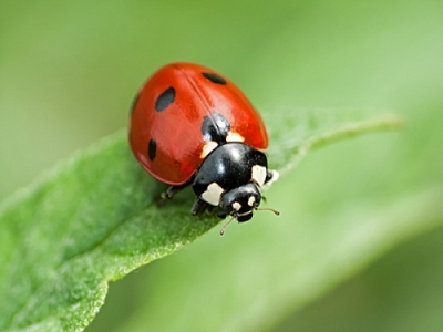 Animais Invertebrados