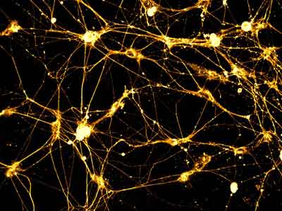 Neurobiologia