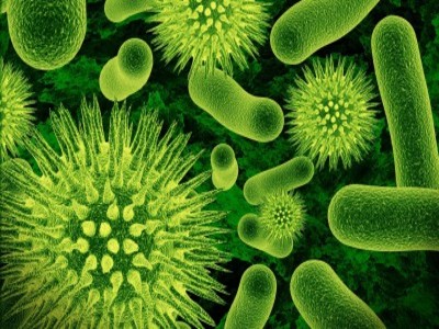 Viroides