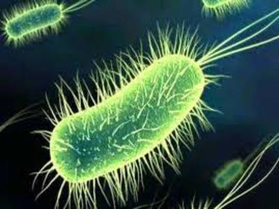 Metabolismo Bacteriano