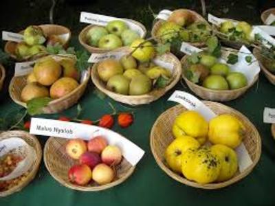 Pomologia