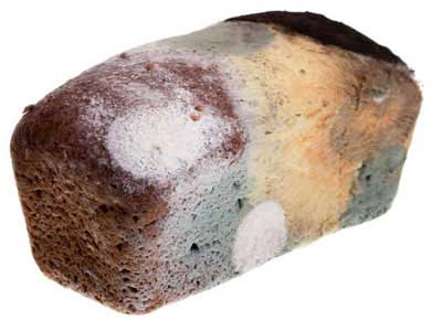 Zigomicetos