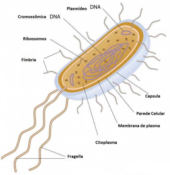 Archaea Archaea