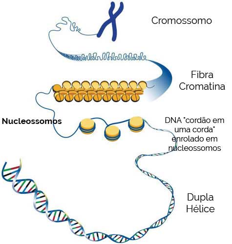 Nucleossomos