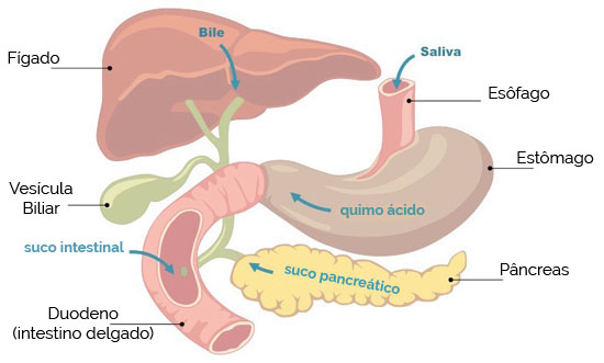 Suco gástrico