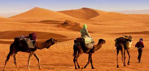 Camelídeos