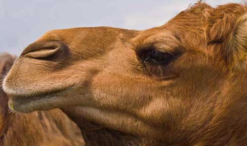 Camelídeos