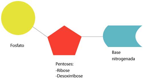 Estrutura de um nucleotídeo Estrutura de um nucleotídeo
