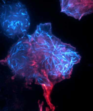 Microscópio de fluorescência