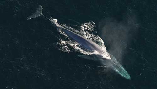Oceanografia Biológica