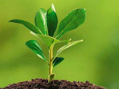 Ecologia aplicada