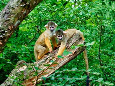 Ecologia comportamental
