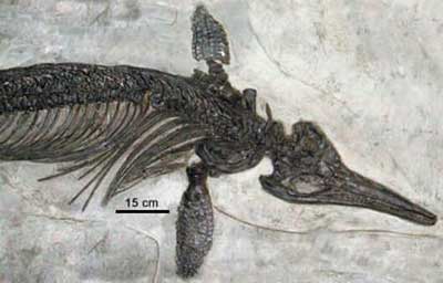 Um espécime do ictiossauro jurássico Ichthyosaurus intermedius, encontrado em Somerset County, Inglaterra.