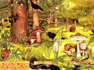 Biomas antropogênicos