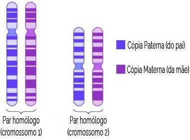 Cromossomos homólogos