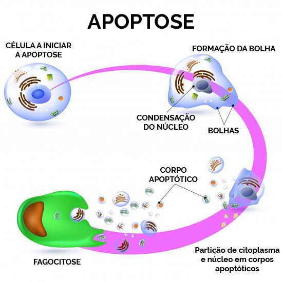 Apoptose