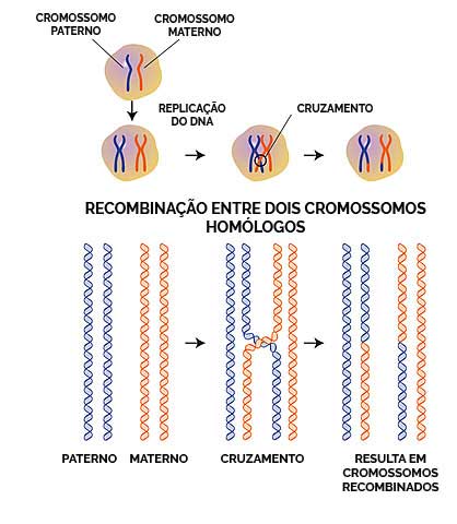 Recombinação homóloga
