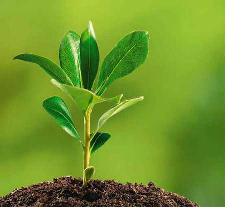 Ecologia Vegetal