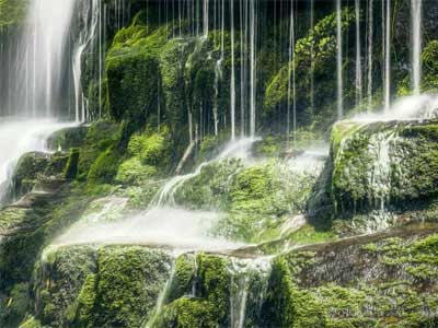 Ecologia Vegetal