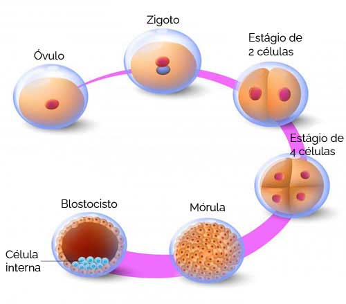 Translocação cromossômica