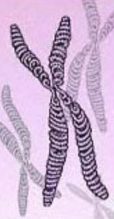Translocação cromossômica