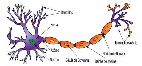 Interneurônio