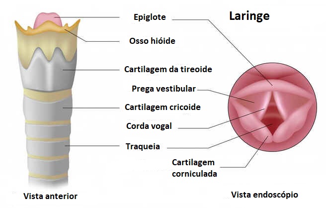Cartilagem Cartilagem