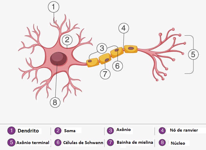 Nervos Nervos
