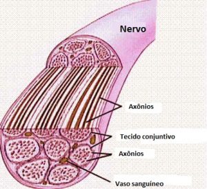 Nervos Nervos