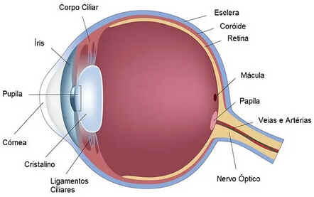 Corpo ciliar